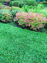 Image showing Decorative plants and green lawn