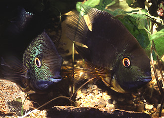 Image showing Breeding pair of Banded Cichlid protecting egg. Heros Efasciatus.