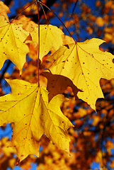 Image showing Yellow maple leaves