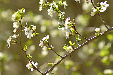 Image showing Blackthorn blossom in spring