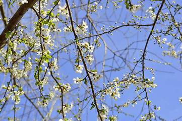 Image showing Blackthorn blossom in spring