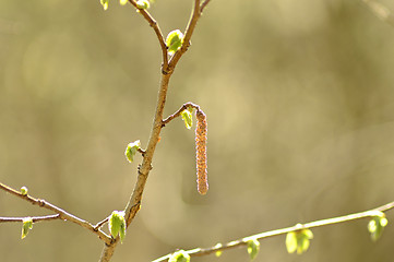 Image showing Hazelnut bush with blossom and young leaves