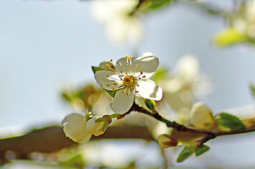 Image showing Blackthorn blossom in spring