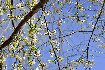 Image showing Blackthorn blossom in spring