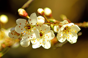 Image showing Blackthorn blossom in spring