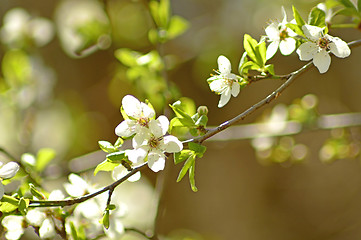 Image showing Blackthorn blossom in spring