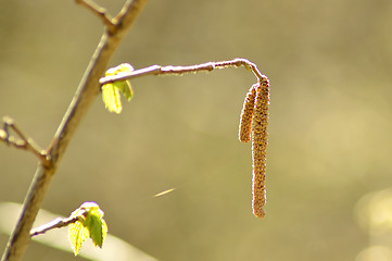 Image showing Hazelnut bush with blossom and young leaves