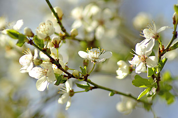 Image showing Blackthorn blossom in spring