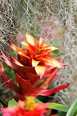 Image showing Beautiful flowers 