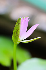 Image showing Beautiful flowers 