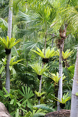 Image showing Beautiful green palm 