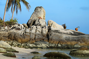 Image showing statue of a turtle  