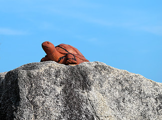 Image showing statue of a turtle  