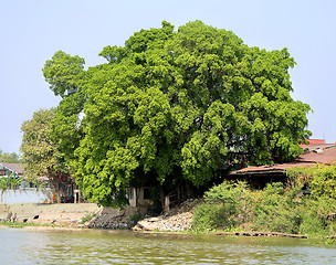 Image showing Big tree  