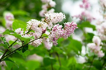 Image showing branch of a blossoming lilac