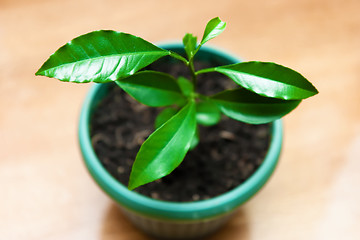 Image showing plant in a flower pot. lemon Tree