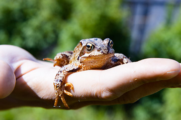 Image showing frog on a man\'s palm. reptile