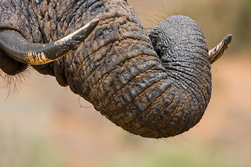 Image showing Muddy Trunk