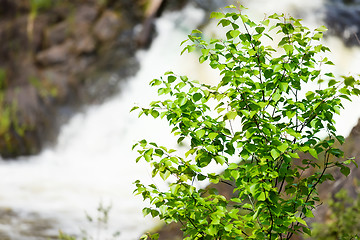 Image showing birch on the background of a waterfall