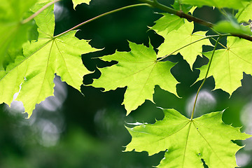 Image showing maple leaves on natural green background