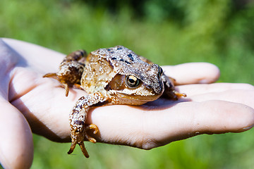 Image showing frog on a man\'s palm. reptile
