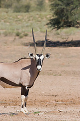 Image showing Gemsbok