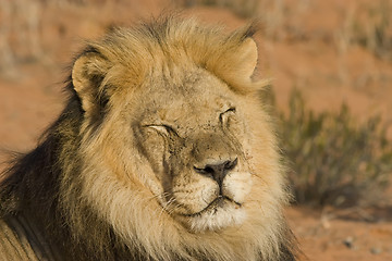 Image showing Majestic Lion