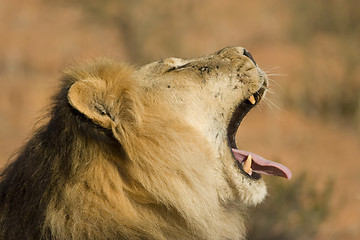 Image showing Lion Yawning