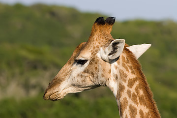 Image showing Giraffe