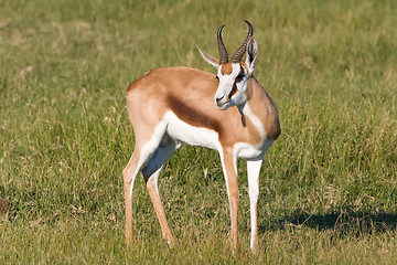 Image showing Springbok