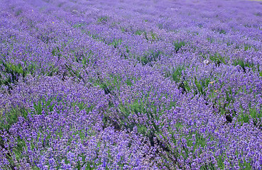 Image showing flowers in field