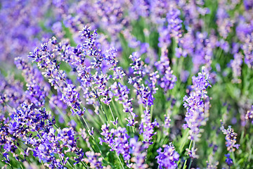 Image showing lavender