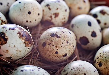 Image showing quail eggs