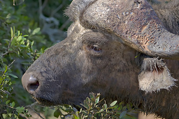 Image showing Buffalo