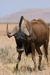 Image showing Black Wildebeest