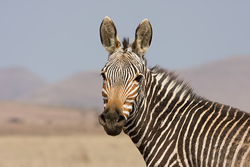 Image showing Mountain Zebra