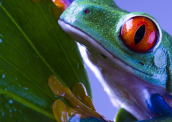 Image showing Red eye frog