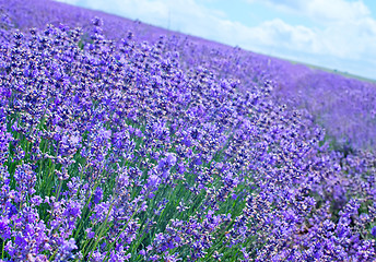 Image showing lavender