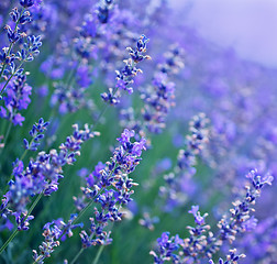 Image showing lavender