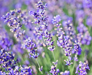 Image showing lavender