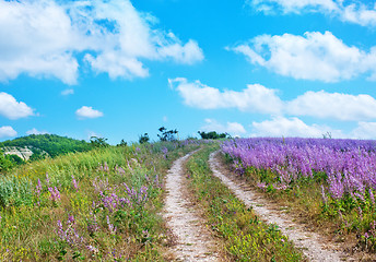 Image showing flowers in field