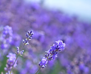 Image showing lavender