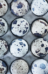 Image showing quail eggs