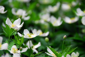 Image showing Wood anemones