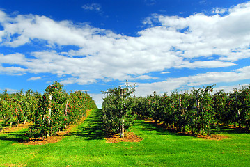 Image showing Apple orchard