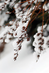 Image showing Snowy branches