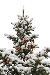 Image showing Winter spruce