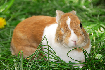 Image showing Winking bunny