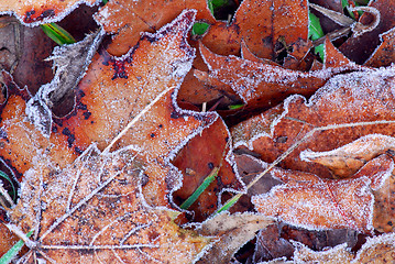 Image showing Frosty leaves