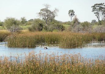 Image showing Okavango Delta